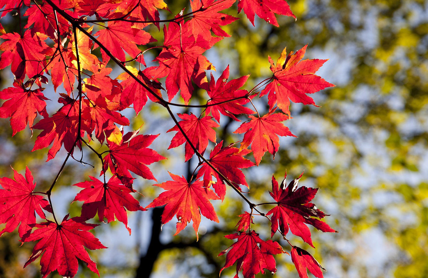 Reddening maple leaves in Melbourne's Autumn