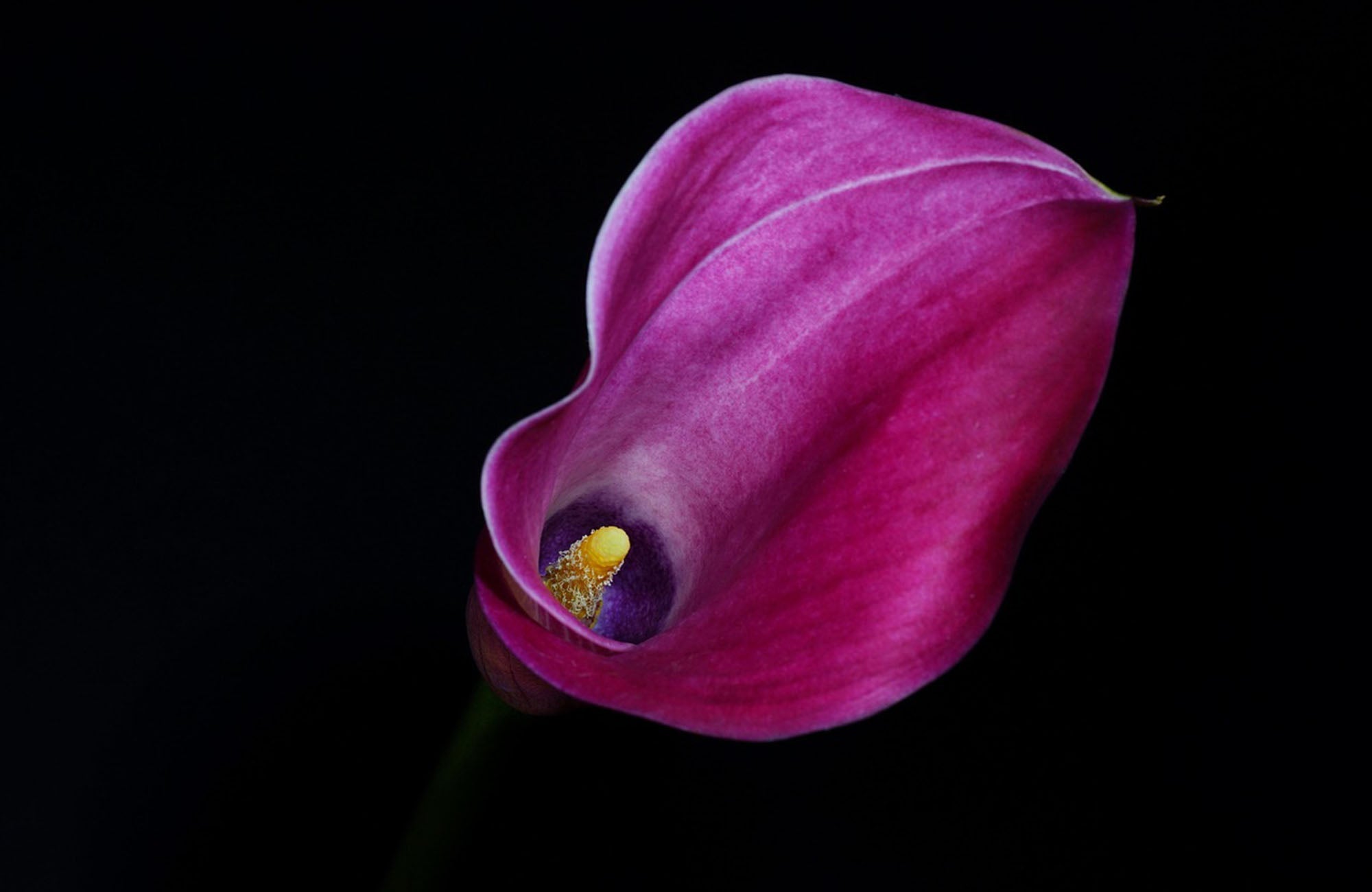 Close up of purple Calla Lily on black background