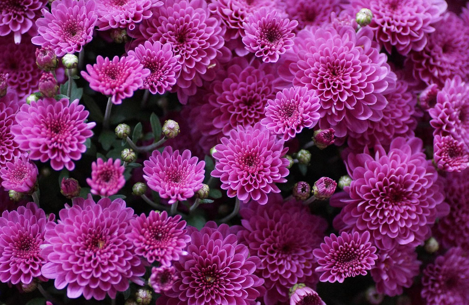 May Birthday Flower Chrysanthemum in purple tones en-mass