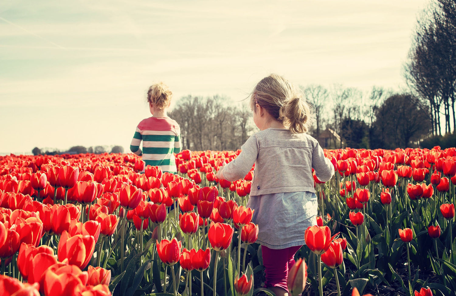 Two children walking amongst the tulips in Monbulk