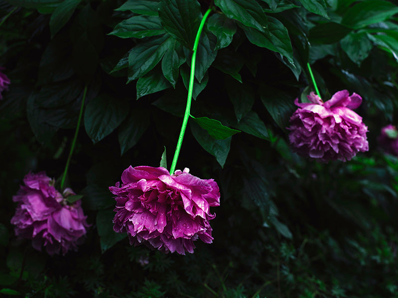 5 of the World's Rarest Flowers