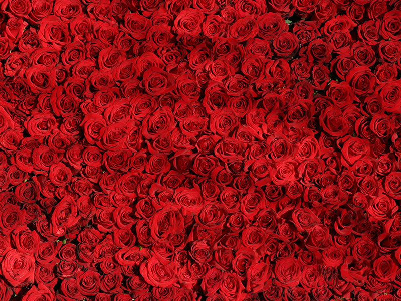 http://katehillflowers.com.au/cdn/shop/articles/Red-Roses-Melbourne-Delivery_1200x1200.jpg?v=1663301779