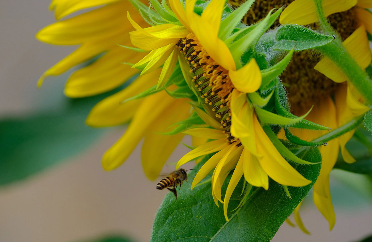 Close up of sunflower being grown in garden at home
