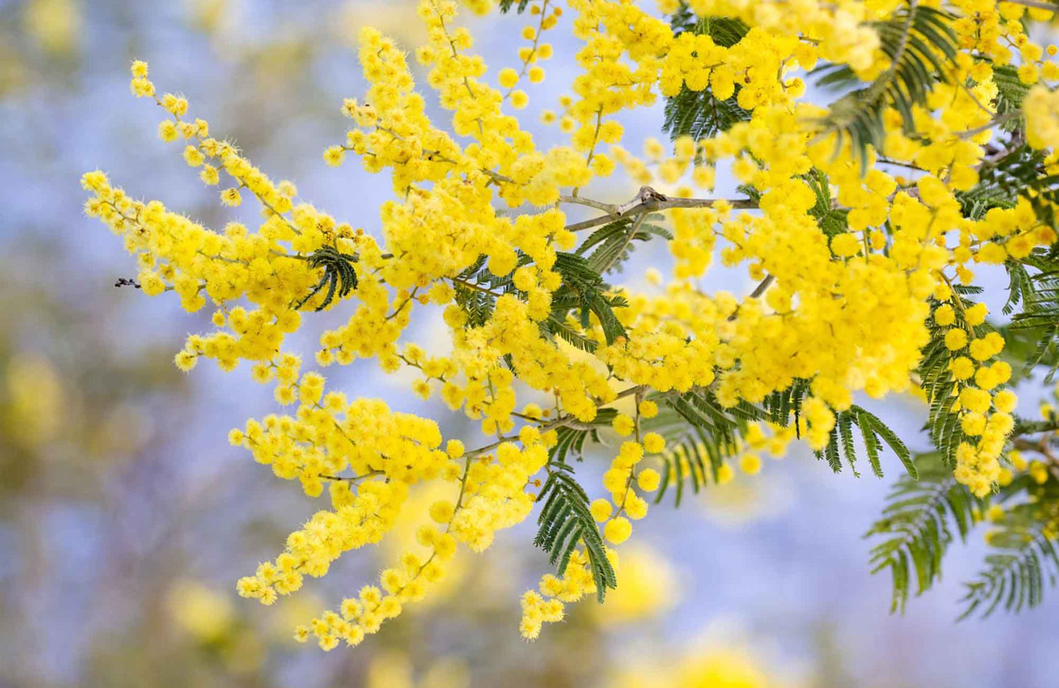 Bright yellow wattle growing on tree