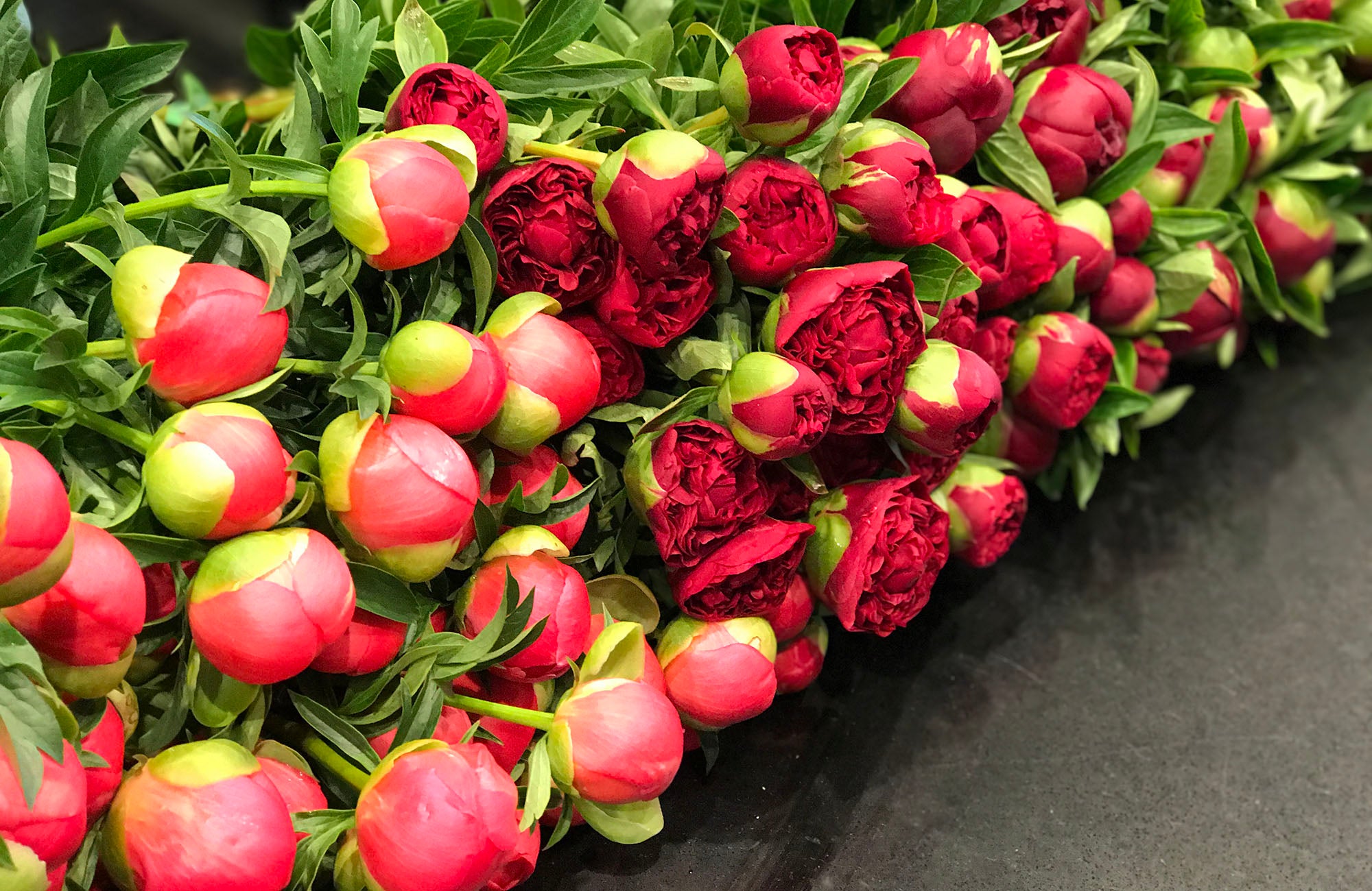 Beyond pink and white exploring the stunning variety of peony colours