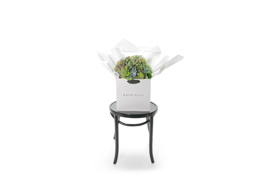 Wide image of the AUDREY autumn hydrangea bouquet. Autumnal hydrangea bouquet, beautifully wrapped in our white signature presentation, placed into our flower bag to ensure the hydrangea stays fresh. Your AUDREY bouquet sits in a water vessel inside the bag. Bouquet is sitting on black bentwood chair.