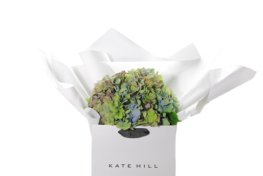 Close up image of the AUDREY hydrangea bouquet to give you an idea of what autumnal hydrangea looks like. Very seasonal and looks very different to Summer hydrangea. Autumnal hydrangea bouquet, beautifully wrapped in our white signature presentation, placed into our flower bag to ensure the hydrangea stays fresh. Your AUDREY bouquet sits in a water vessel inside the bag. Bouquet is sitting on black bentwood chair.