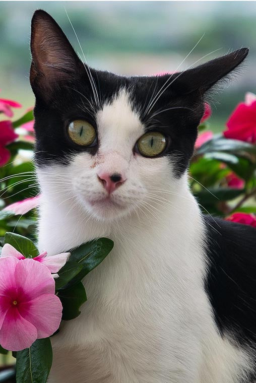 Black and white cat sitting with flowers