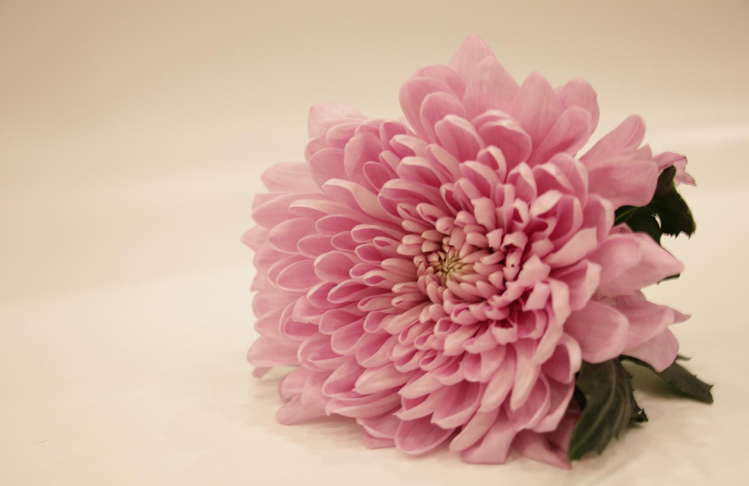 Close-up of a pink chrysanthemum flower on a beige background