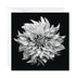 Artistic close up of a Dahlia on a black background