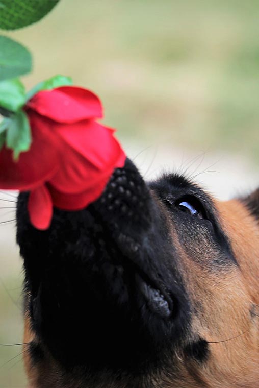 Large dog sniffing red flower close up
