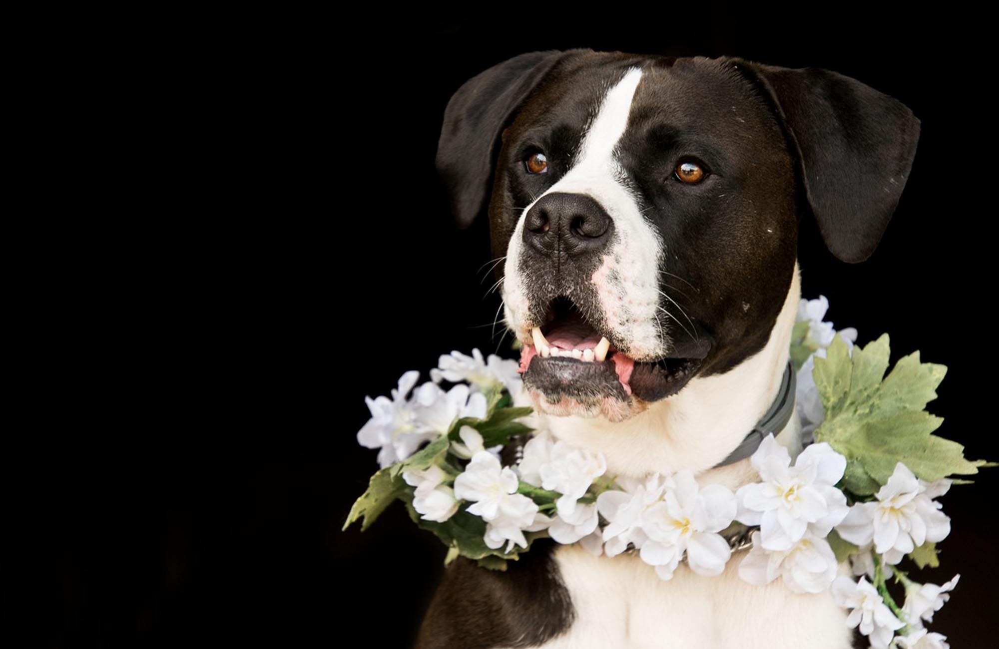 Dog with flowers placed around it's neck