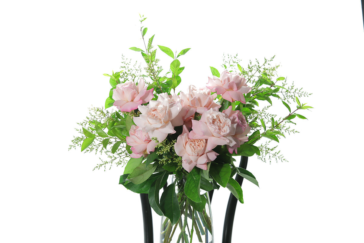 Close up image of Feng vase design. Soft blush pink reflexed roses displayed in a clear glass tapered vase sitting on a black bentwood chair with white background.