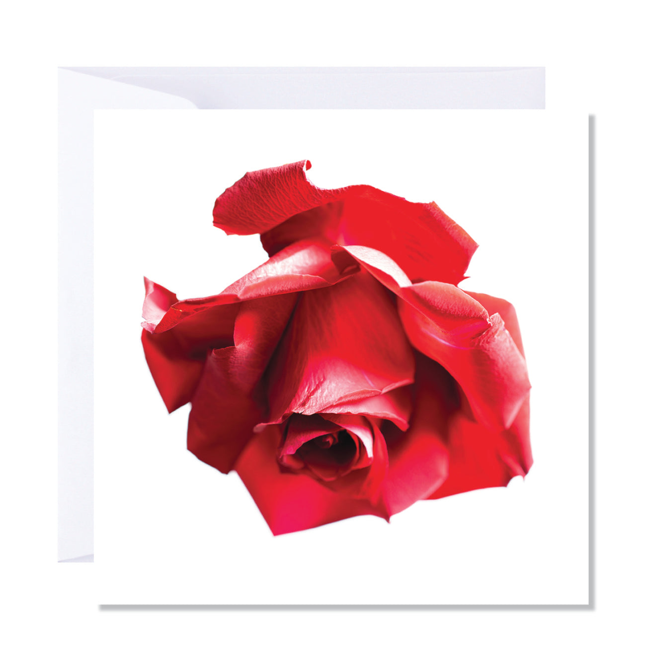 A greeting card featuring a printed red rose design on the cover, with a white background.
