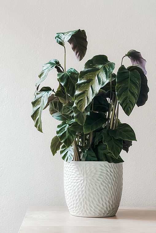 Potted plant with green leaves in a textured white pot on a light surface with a light gray background