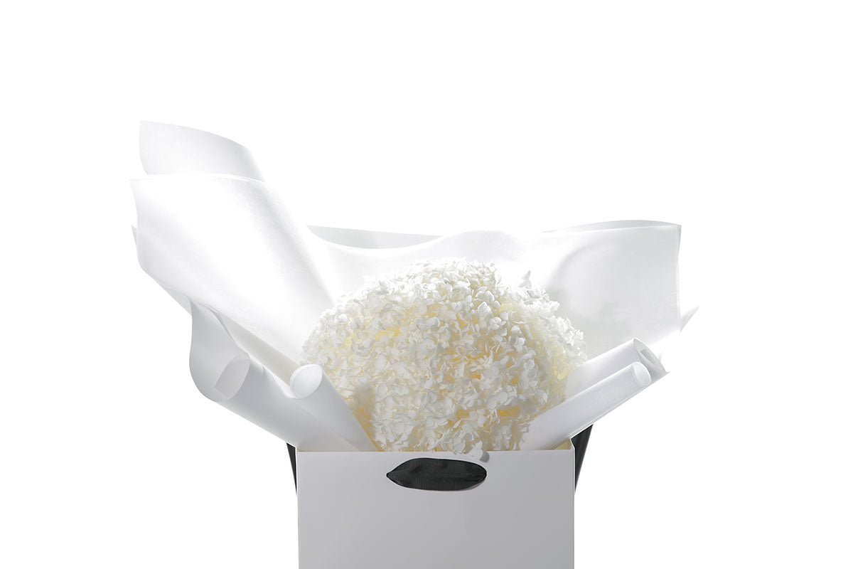 A bouquet of white bouquet of preserved dried hydrangeas, beautifully presented in signature white wrapping and flower bag. Flower bouquet sitting on a black bentwood chair with white wall background.