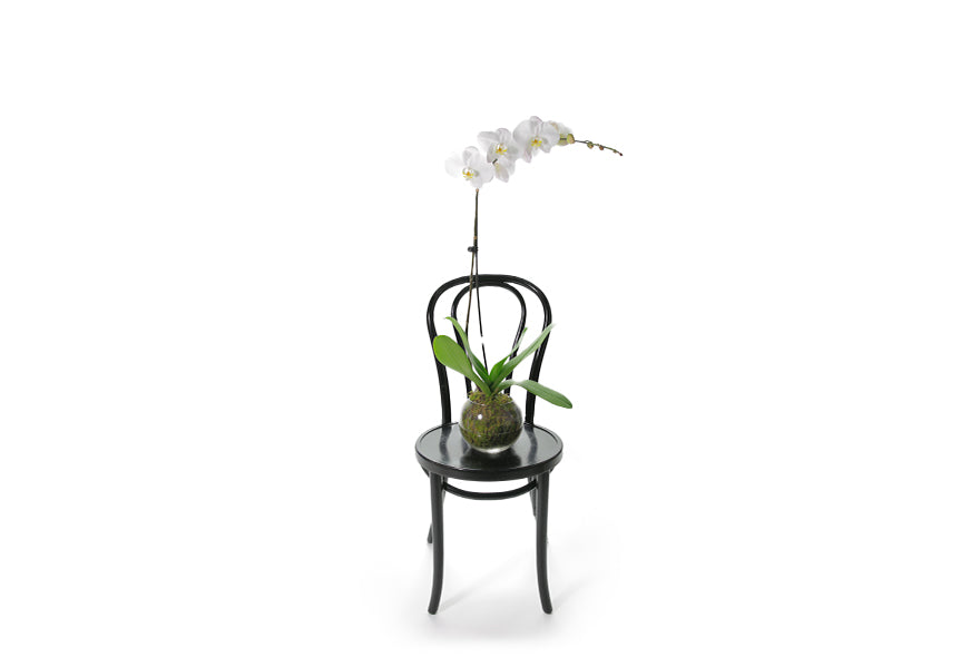 A premium white Phalaenopsis Orchid Plant displayed in a premium ball, vase lined with green moss. A long lasting plant gift. Plant design is sitting on a black bentwood chair so you can see the true size.