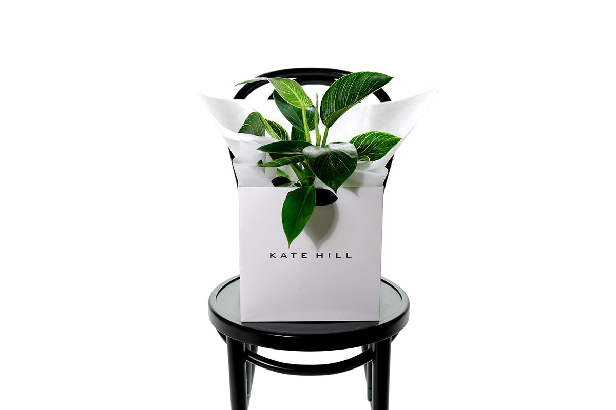 philodendron katherine Enhance your space with the elegant Philodendron Birkin plant