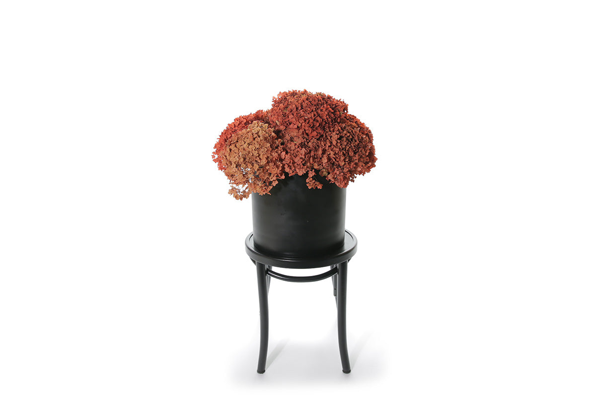 PRESERVED HYDRANGEA Stem