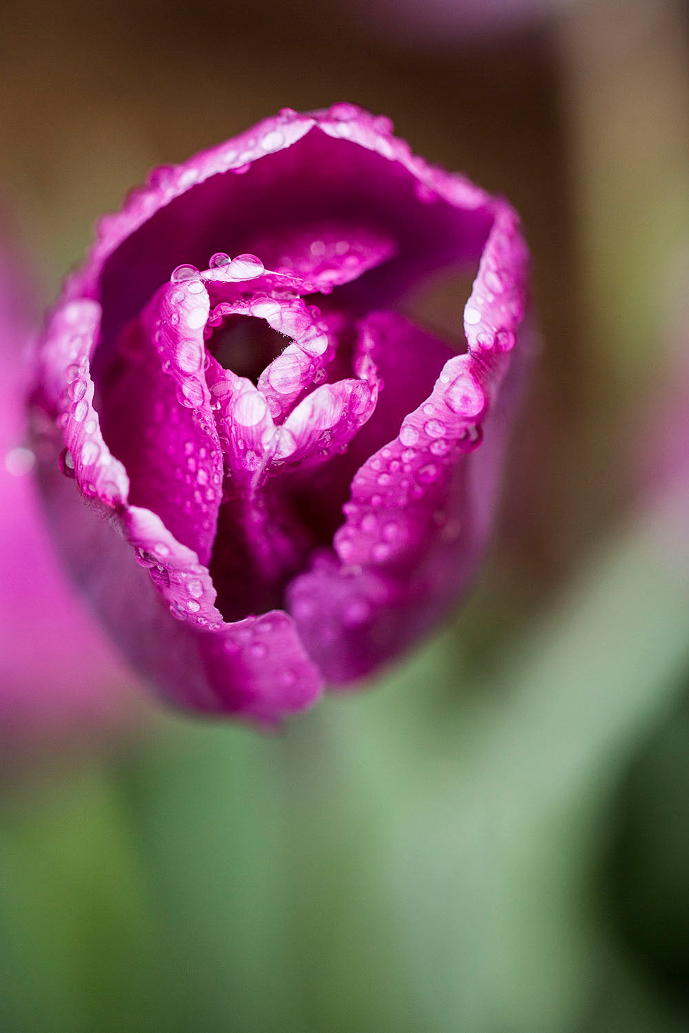 Close-up of purple tulip with blurred background