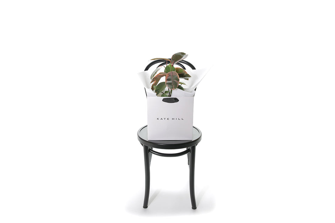 Ruby Rubber Plant