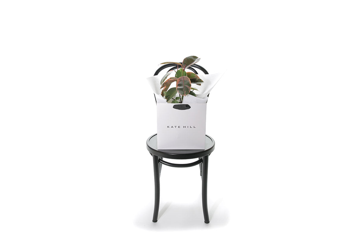 Ruby Rubber Plant