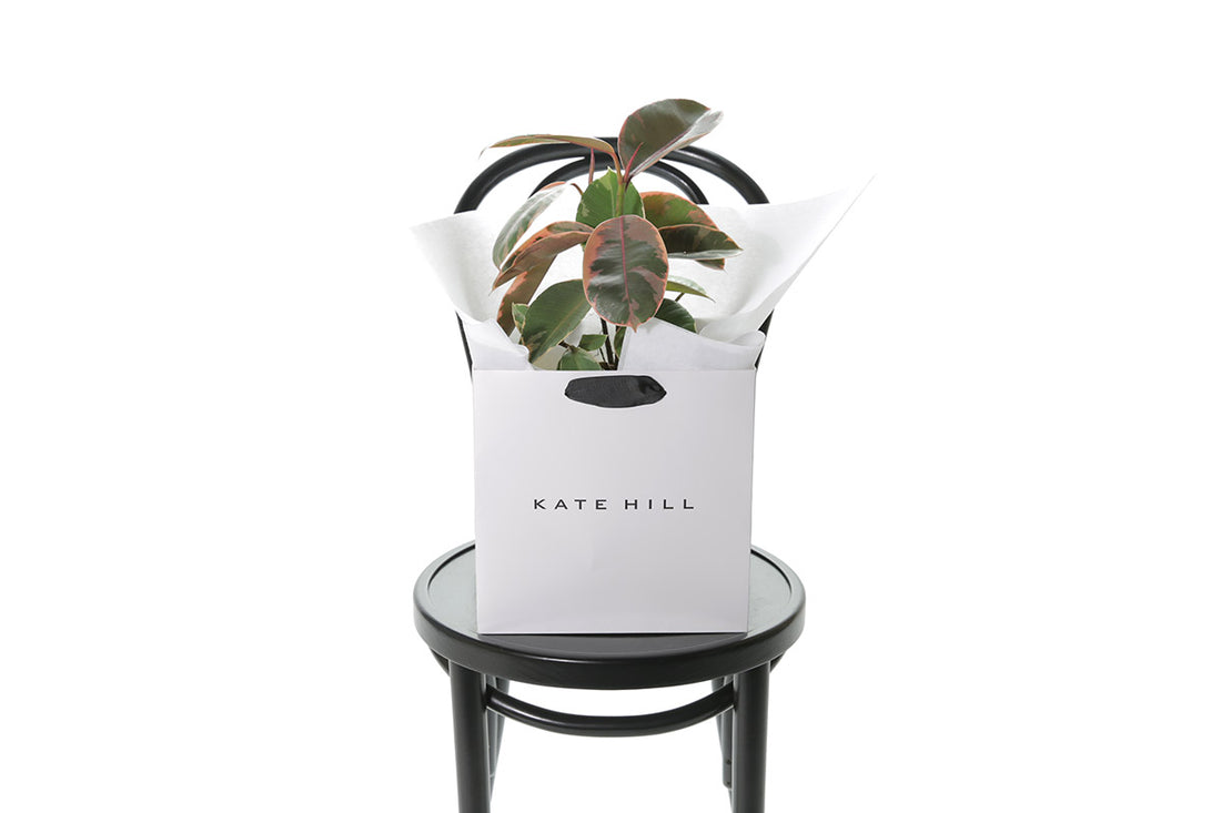 Ruby Rubber Plant