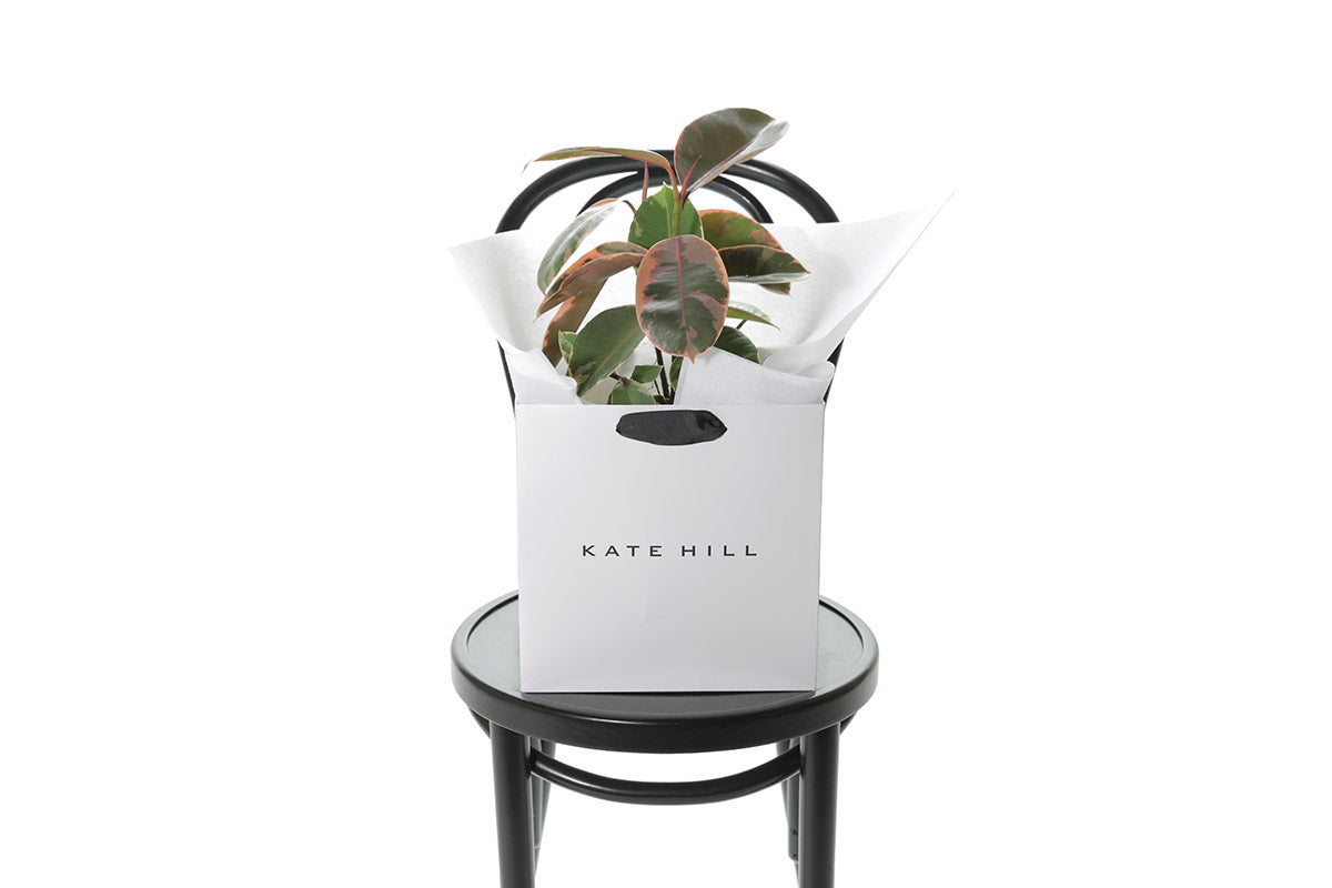 Ruby Rubber Plant