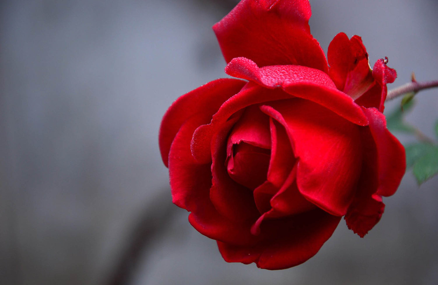 Close-up of a vibrant red rose with a blurred gray background