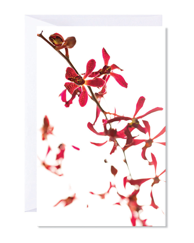 Artistic close up of red orchid flowers on a black background