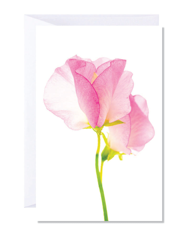 A greeting card featuring a close-up image of a pink sweetpea flower on a white background.