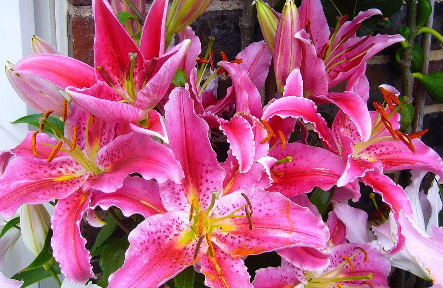 Lilies in purple and pink tones for Melbourne delivery