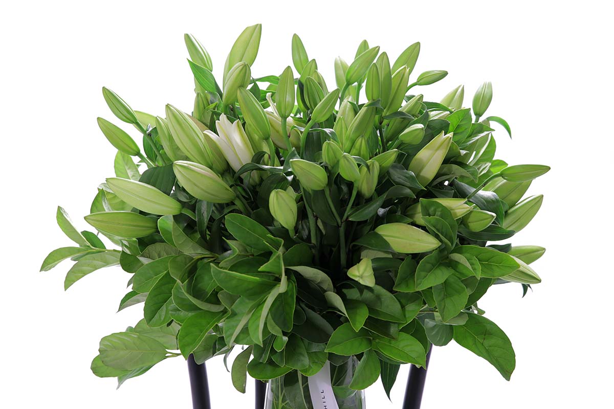 Close-up of VALERIE large tapered vase with white oriental lilies
