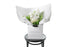 ELLA white and green posy wrapped in signature Kate Hill flowers wrapping and placed into a flower bag. Bouquet bag is sitting on a black bentwood chair. Seasonal white and green posy.