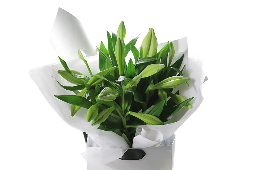 Fresh and tight bud Christmas or Longiflorum White Lilies (no additional foliage) gift wrapped in signature white wrapping. Gift Bouquet presented in Kate Hill Flower Bag. Close up image of the lilies.