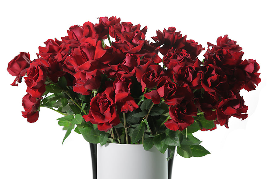 Up close image of red roses in white ceramic vase. A grande design, displaying 50 long stemmed red roses on mass in a large white footed ceramic vase. Large design is sitting on a black bentwood chair with white background.