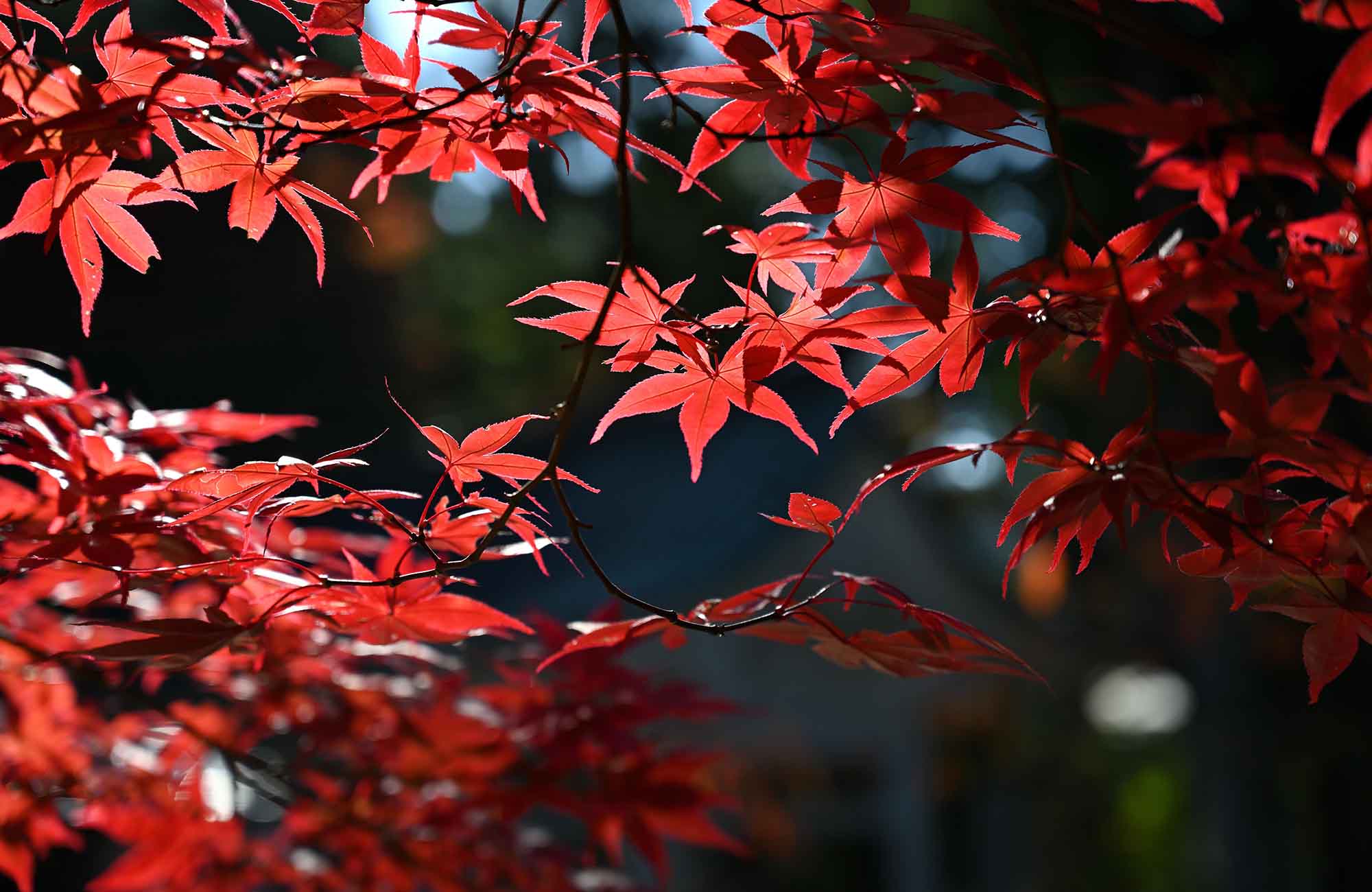 Autumn foliage growing in Melbourne perfect for birthday flower bouquets