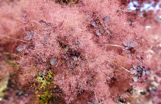 December Birth Flower Smoke Bush