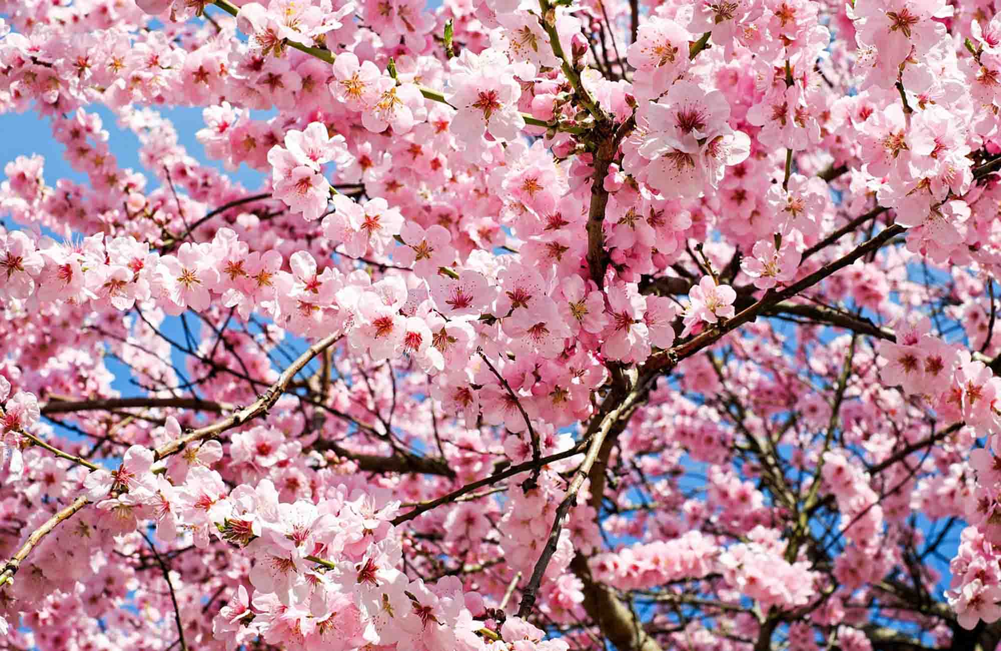 Cherry Blossom growing on tree