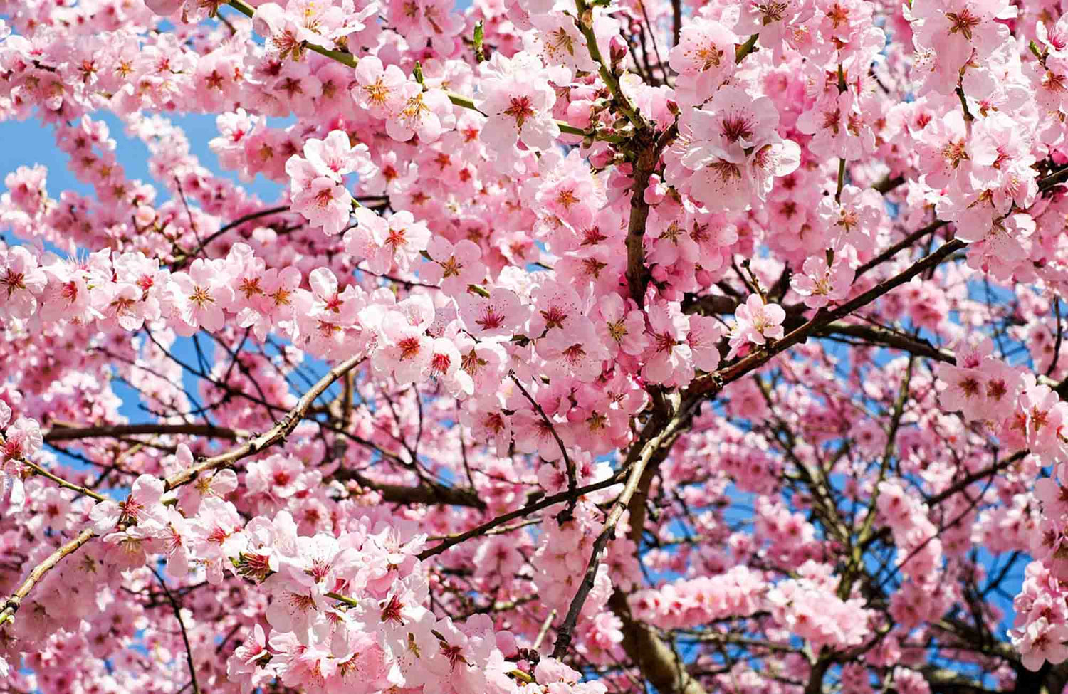 Cherry Blossom growing on tree