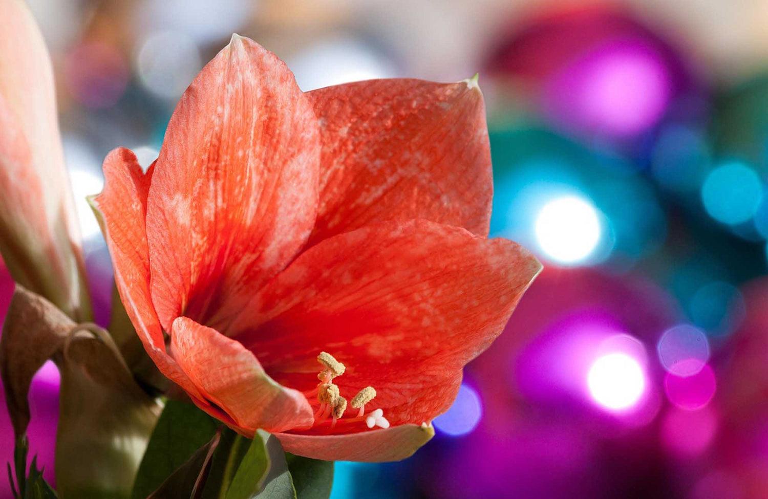 Red Christmas Flowers with Christmas decorations in backdrop 