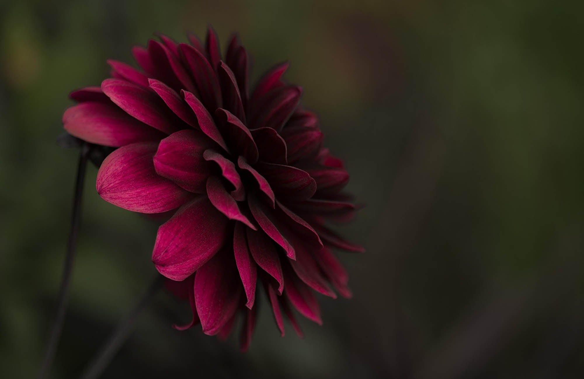 Close up of burgundy Dahlia Flower