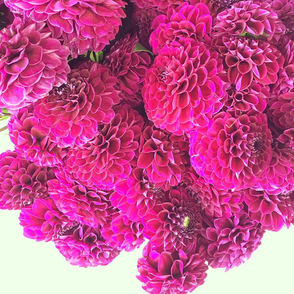 Pink Dahlia Flower Bunches