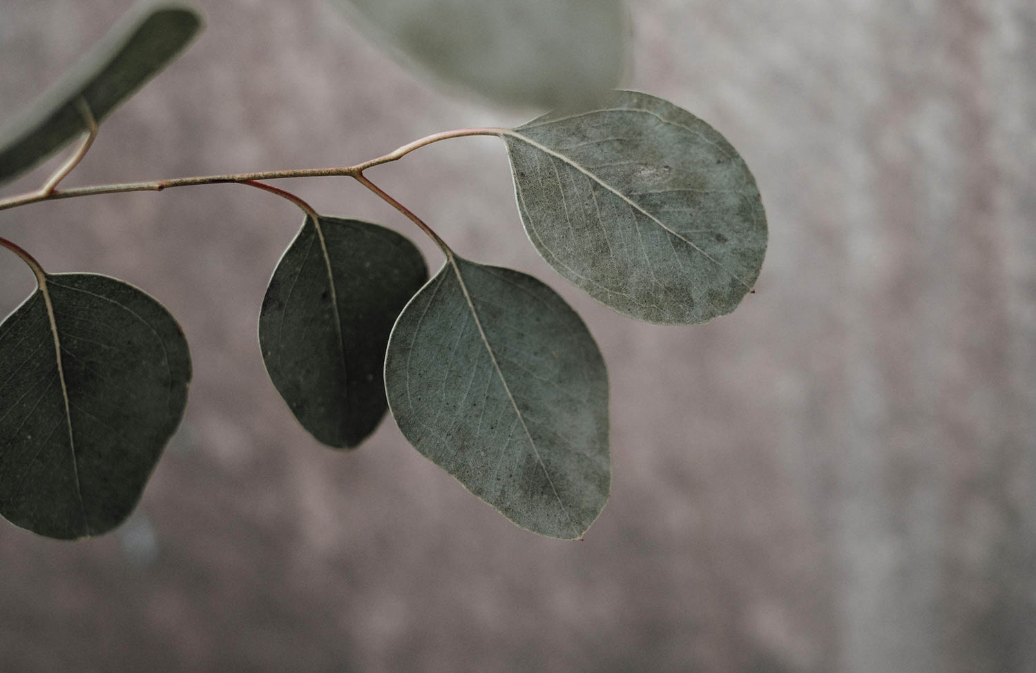 Close up of Eucalyptus leaves with grey background
