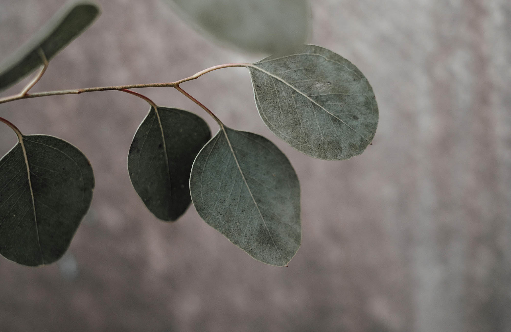 Close up of Eucalyptus leaves with grey background