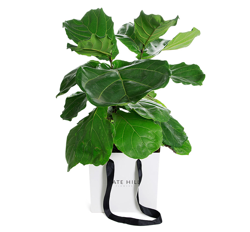 Fiddle Leaf Plant in Gift Bag