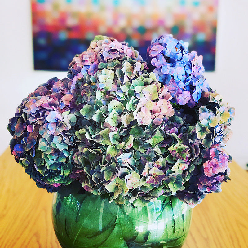 Vase arrangement of hydrangea flowers on dinning room table