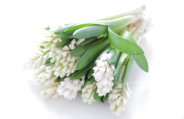 A bunch of Hyacinth laying down on a table in preparation for flower care
