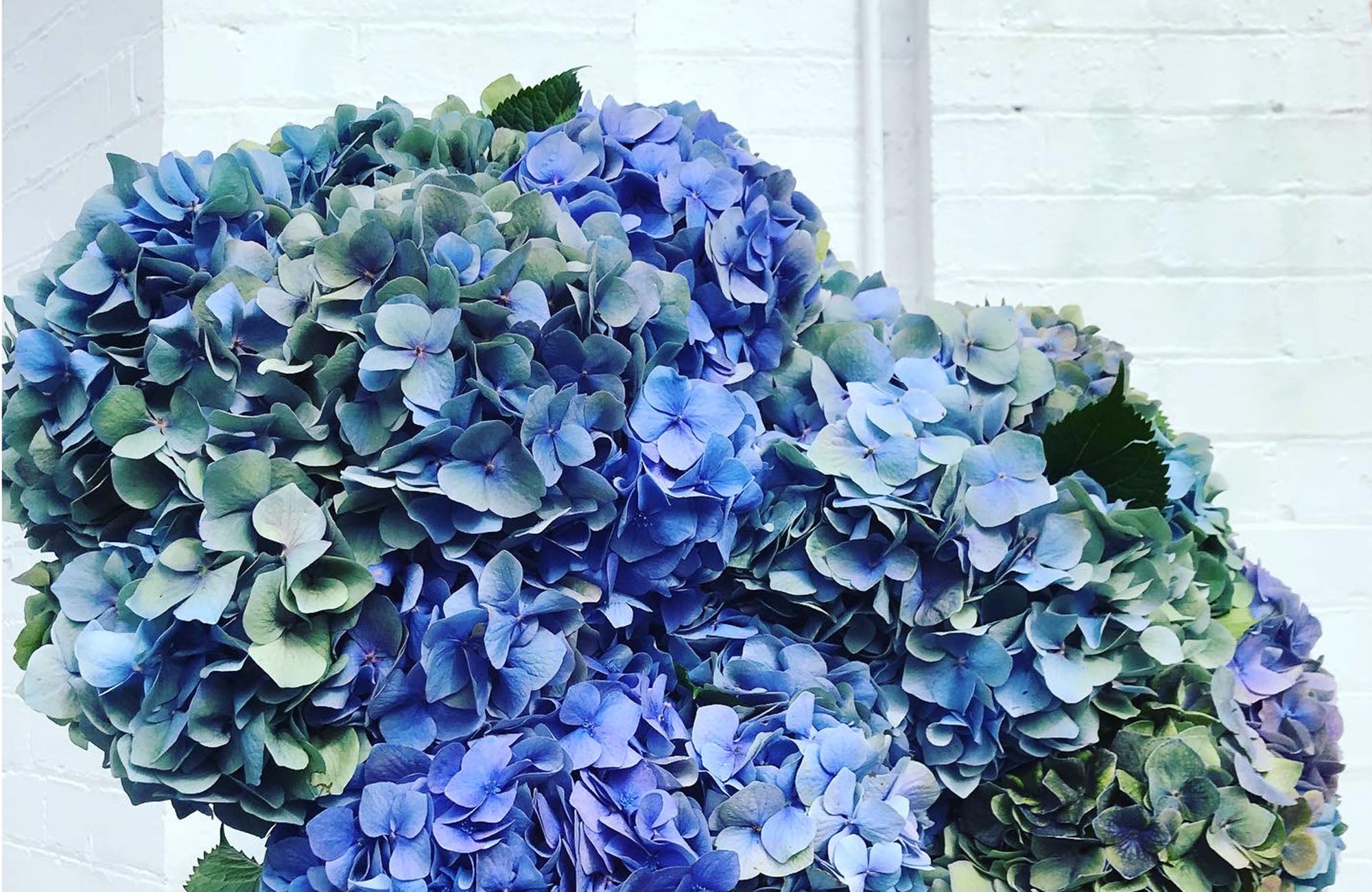 Close up of blue hydrangeas