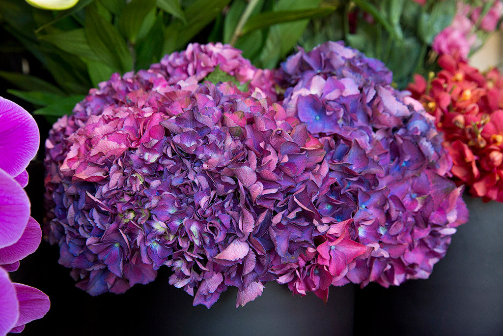 Hydrangea flowers in a vase